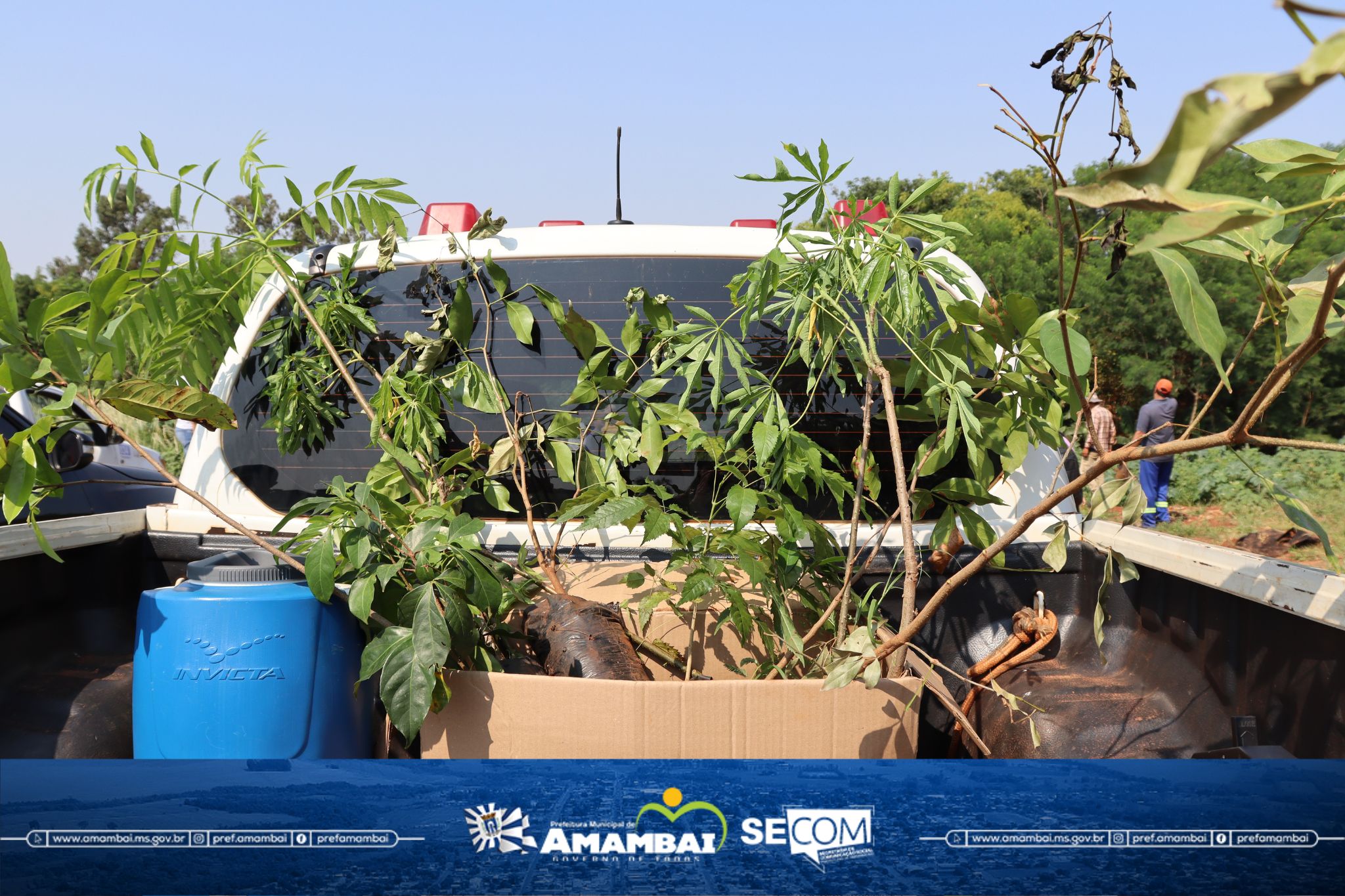 Amambai celebra seus 75 anos com 4 grandes shows