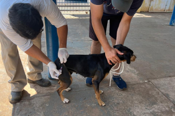 Dia D de Vacinação Antirrábica em Amambai é um sucesso com mais de 6 mil doses aplicadas