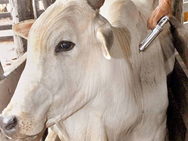 Período de vacinação contra aftosa é prorrogado em Mato Grosso do Su