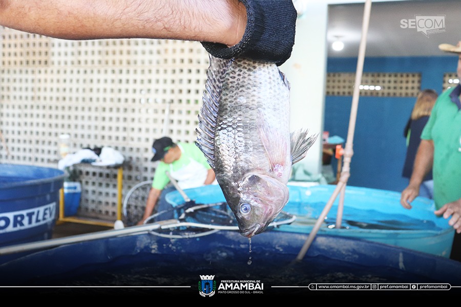 Prefeitura de Amambai e Associação de Piscicultores realizam abertura da 21ª Feira do Peixe Vivo