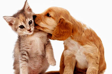 Projeto de castração “Adote Um Campeão de 4 Patas” inicia pré-cadastro em Amambai