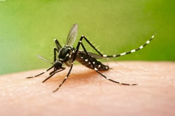 Dengue exige vigilância constante e cuidados diários da população