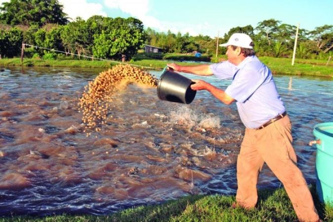 Lançada linha de crédito voltada para piscicultores