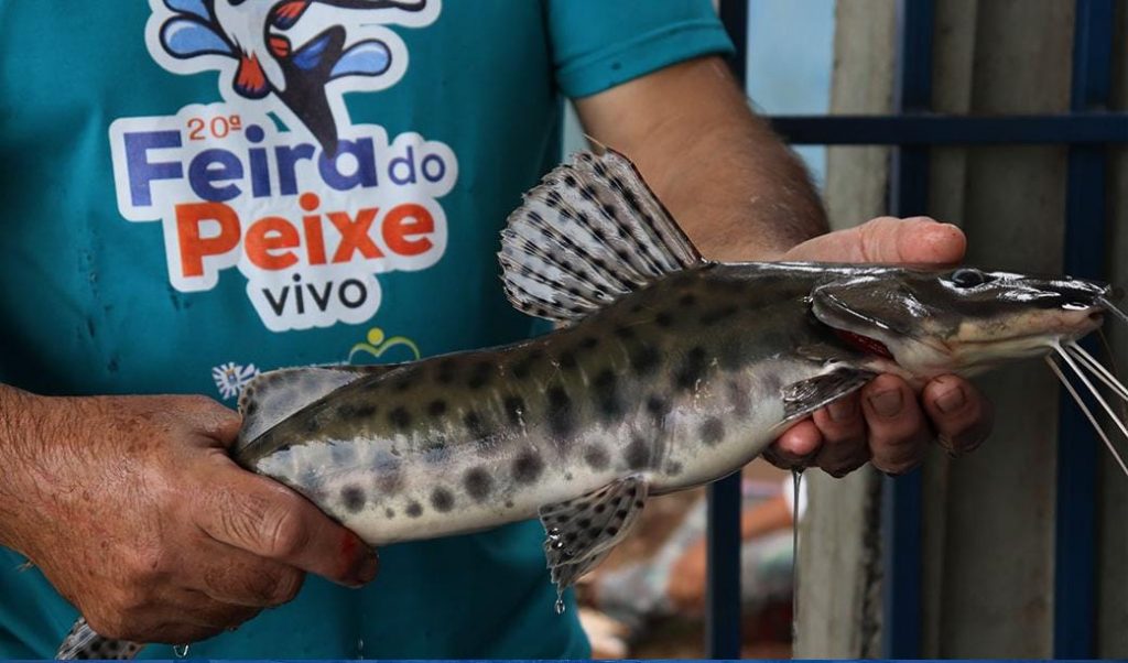 20ª Feira do Peixe Vivo em Amambai segue até sexta-feira (7)